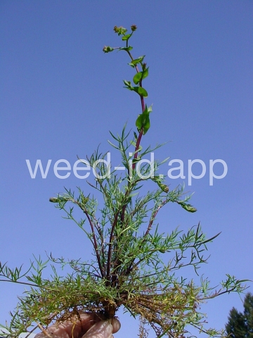 pepperweed, clasping